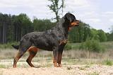 ROTTWEILER 292